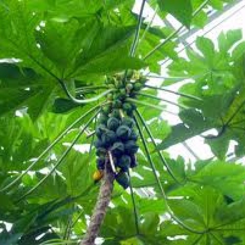 India carica papaya leaves